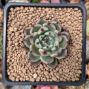 Echeveria Agavoides 'Red Tips' 1"-2" Succulent Plant