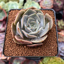 Echeveria 'Rastin' 2" Succulent Plant