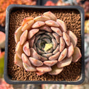 Echeveria 'Zaragoza' Hybrid 2" Succulent Plant