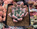 Echeveria 'Pena' 4" Succulent Plant