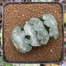 Haworthia Truncata 'White Mammoth' 2" Succulent Plant
