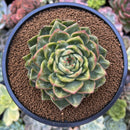 Echeveria Agavoides 'Nubeoleon' 3"-4" Succulent Plant