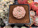 Echeveria 'Pure Love' 1" Succulent Plant