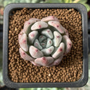Echeveria 'Zaragoza' x 'Colorata' Hybrid 1" Succulent Plant