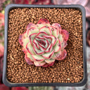 Echeveria 'Mexican Pulidonis' 1" Succulent Plant