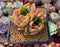 Echeveria Agavoides 'Snow Elian' 4" Succulent Plant