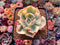 Echeveria 'Enfant' Variegated 2"-3" Succulent Plant