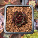 Echeveria 'Black Tiger' 1" Succulent Plant
