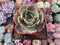 Echeveria 'Pink Flora' 3" Succulent Plant