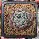 Echeveria 'Jackal' 1" Succulent Plant