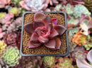 Echeveria Agavoides 'Pine Rose' 2" Succulent Plant