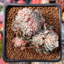 Echeveria 'Primera' Crested 2" Succulent Plant