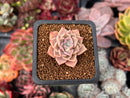 Echeveria sp. 1" Succulent Plant