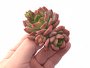Echeveria ‘Dentura’ Cluster 2" Rare Succulent Plant