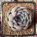 Echeveria 'Straberry Ice' 2" Succulent Plant