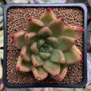 Echeveria Agavoides 'Planetary Stars' 2" Succulent Plant