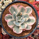 Echeveria 'Secunda' Variegated 4" Succulent Plant