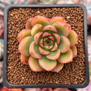 Echeveria 'Peach Wine' 1"-2" Succulent Plant