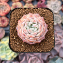 Echeveria 'Pure Love' 1"-2" Succulent Plant