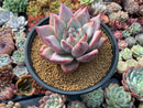 Echeveria 'Colorata' Hybrid 5" Powdery Succulent Plant