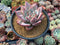 Echeveria 'Colorata' Hybrid 5" Powdery Succulent Plant