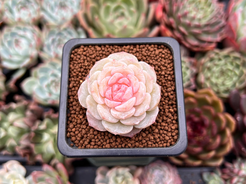love plant succulent care Echeveria 'Pure Love' 1" Succulent Plant – True Succulents Plant Co