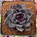 Echeveria Agavoides 'Black Bear' 3" Succulent Plant