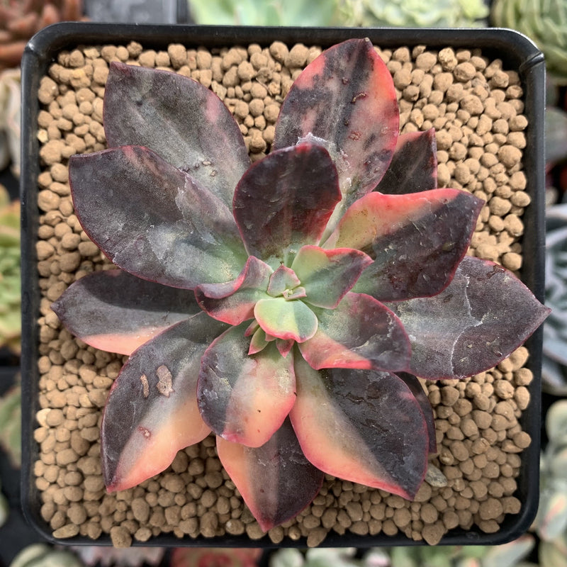 black diamond succulent Echeveria 'Hanaikada' Variegated 2"-3" Succulent Plant – True Succulents  Plant Co