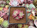 Echeveria 'Red Sun' 1" Cluster New Hybrid Succulent Plant