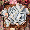 Echeveria 'Manner Queen' 3" Cluster Powdery Succulent Plant