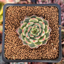 Echeveria Hybrid sp. 1" Succulent Plant