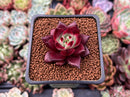 Echeveria Agavoides 'Magic Crown' 2" Succulent Plant