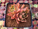 Echeveria Agavoides 'Sarabony' 3" Cluster (Seed Grown) Succulent Plant