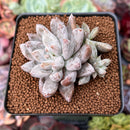 Echeveria 'Tolimanensis' 2"-3" Cluster Succulent Plant