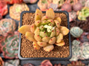 Echeveria Agavoides 'Venus' 2" Succulent Plant