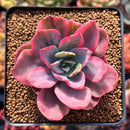 Echeveria 'Pink Harin' Variegated 2"-3" Succulent Plant