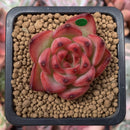 Echeveria Agavoides 'Fire Pillar' 1" Succulent Plant