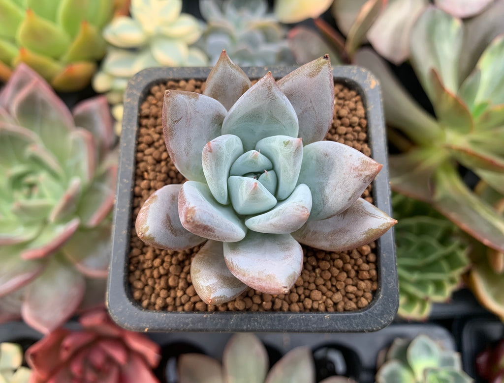 mexican succulent plant Echeveria 'Mexican Giant' 1" Powdery Succulent Plant – True Succulents Plant Co