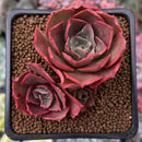 Echeveria 'Longissima' 2" Cluster Succulent Plant
