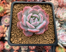 Echeveria 'Horizon' 2" Succulent Plant