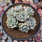 Graptoveria ‘A Grimm One’ 7” Extra Large Cluster Rare Succulent Plant