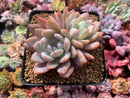 Echeveria 'Elegans Potosina' 3" Cluster Succulent Plant