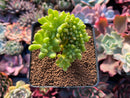 Sedum 'Pachyphyllum' Crested 3" Succulent Plant