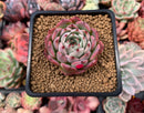 Echeveria 'Morikone' 1"-2" Succulent Plant