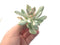 Pachyveria 'Pachyphytoides' Variegated 2"-3" Succulent Plant