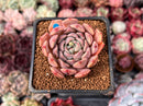 Echeveria 'Zaragoza' Hybrid 2" Succulent Plant