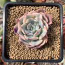 Echeveria 'Holwayi' Variegated 2" Succulent Plant