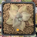 Echeveria 'Xichuensis' 2" Succulent Plant