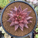 Echeveria Agavoides 'Sirus' 3"-4" Succulent Plant
