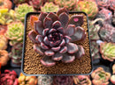 Echeveria 'Purple Zaragoza' 2" Succulent Plant